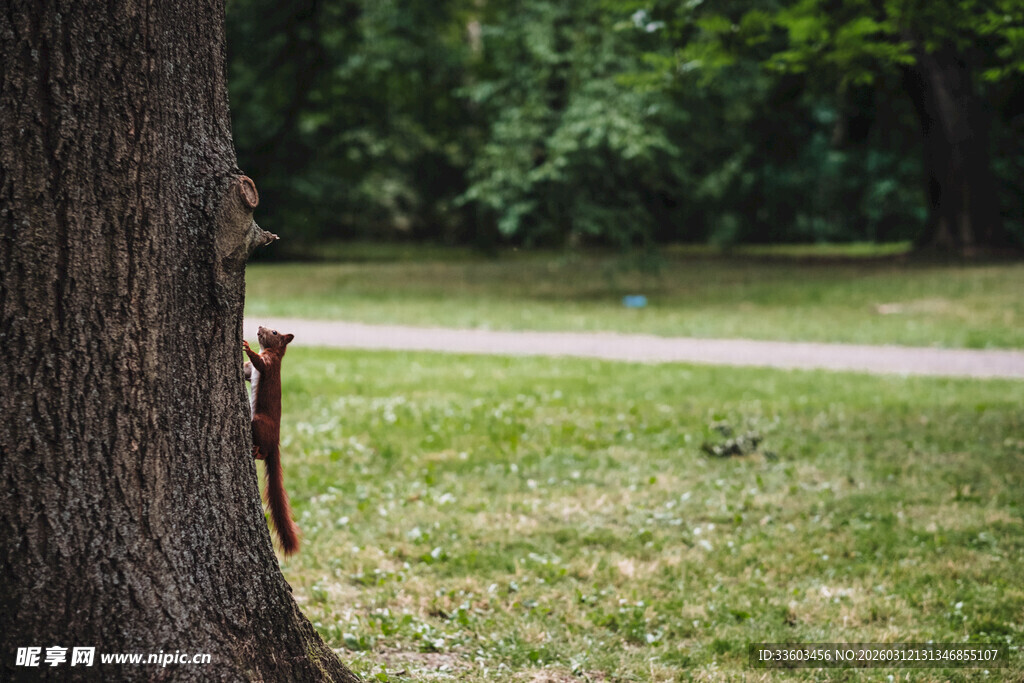 树干旁的松鼠