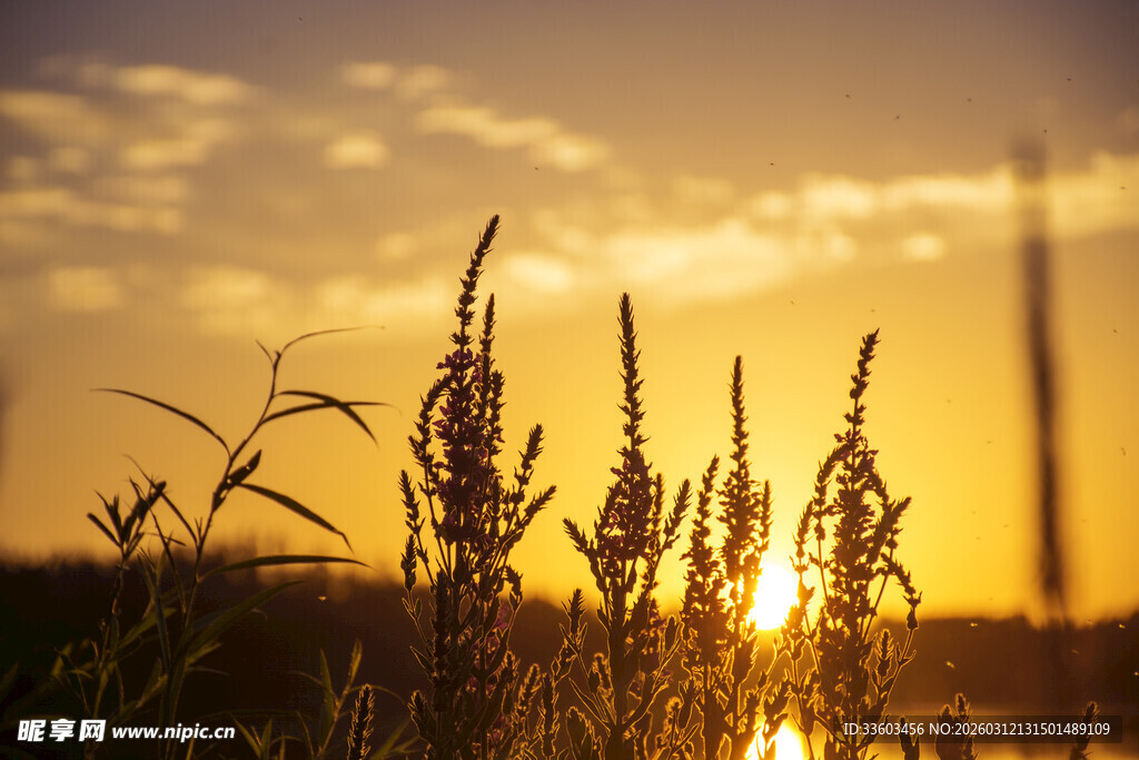 夕阳下的植物剪影