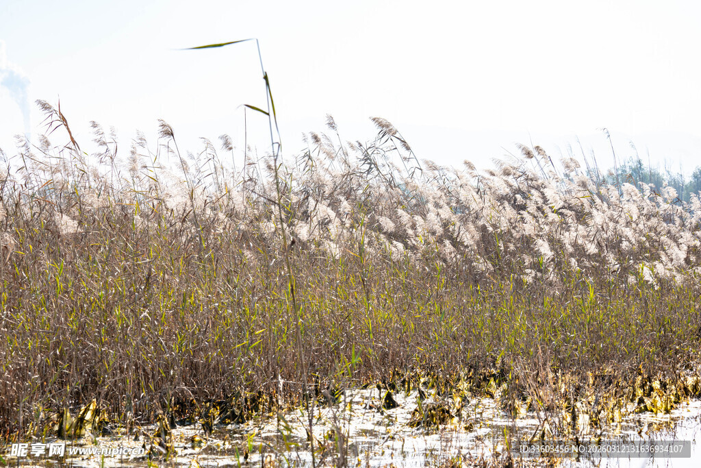 湿地芦苇景观