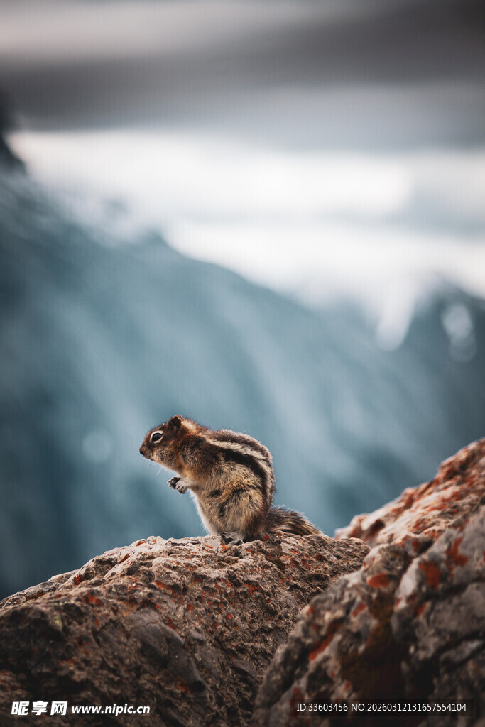 岩石上的可爱小松鼠