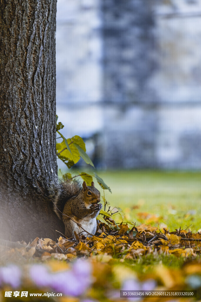 树下觅食的可爱小松鼠