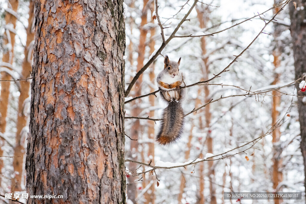 雪地中松鼠攀附于松树旁