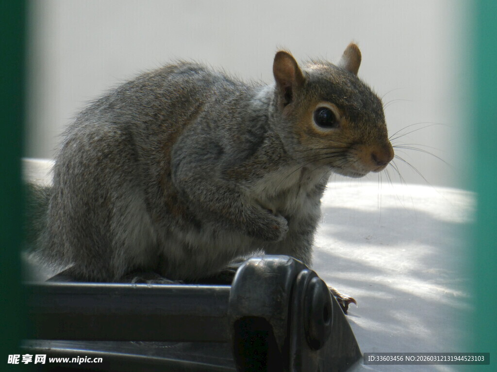 雪地中的灰松鼠