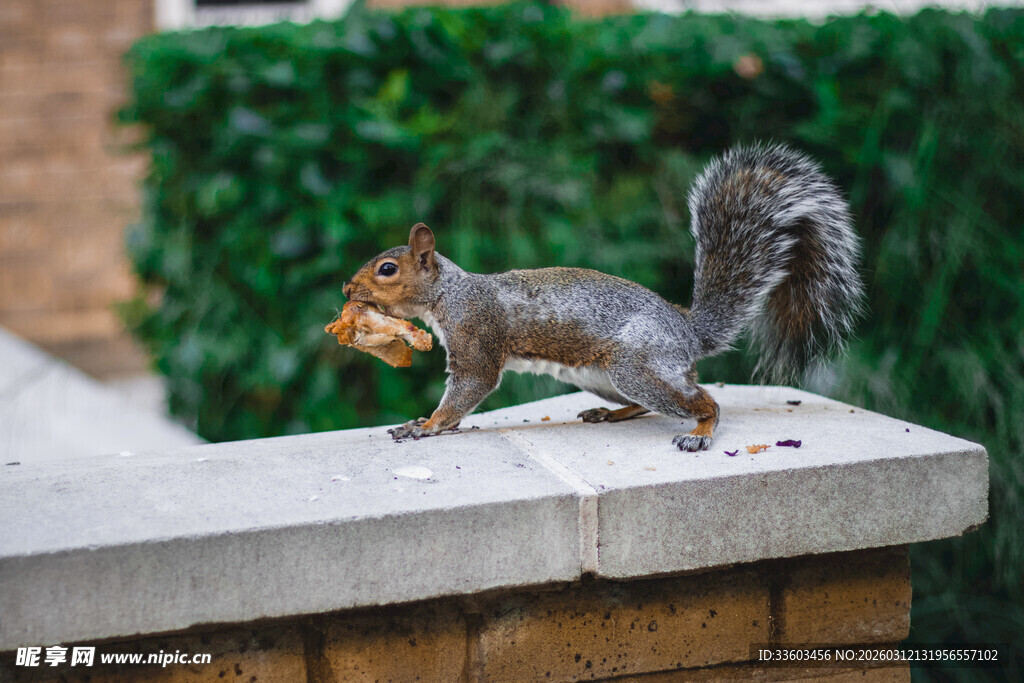 站在石台上的可爱松鼠