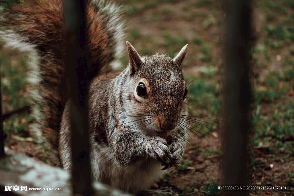 林间松鼠进食瞬间