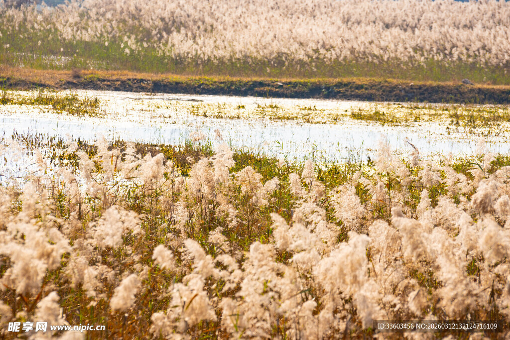 湖畔芦苇荡美景