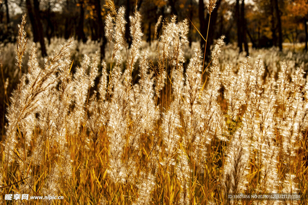 秋日金黄芦苇荡美景