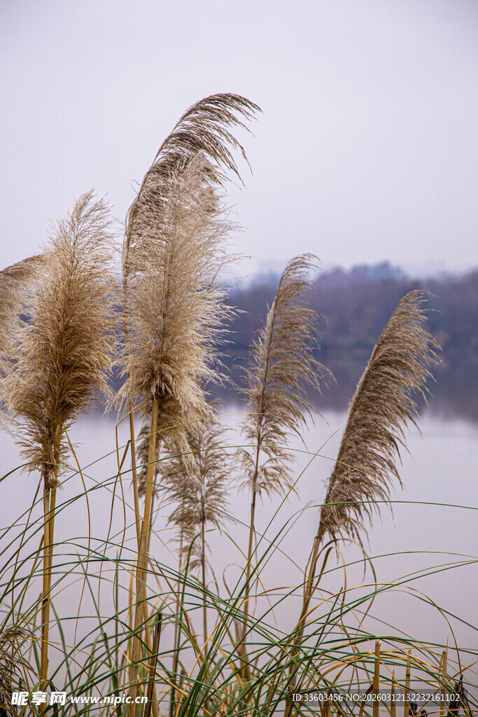 湖畔芦苇在薄雾中摇曳