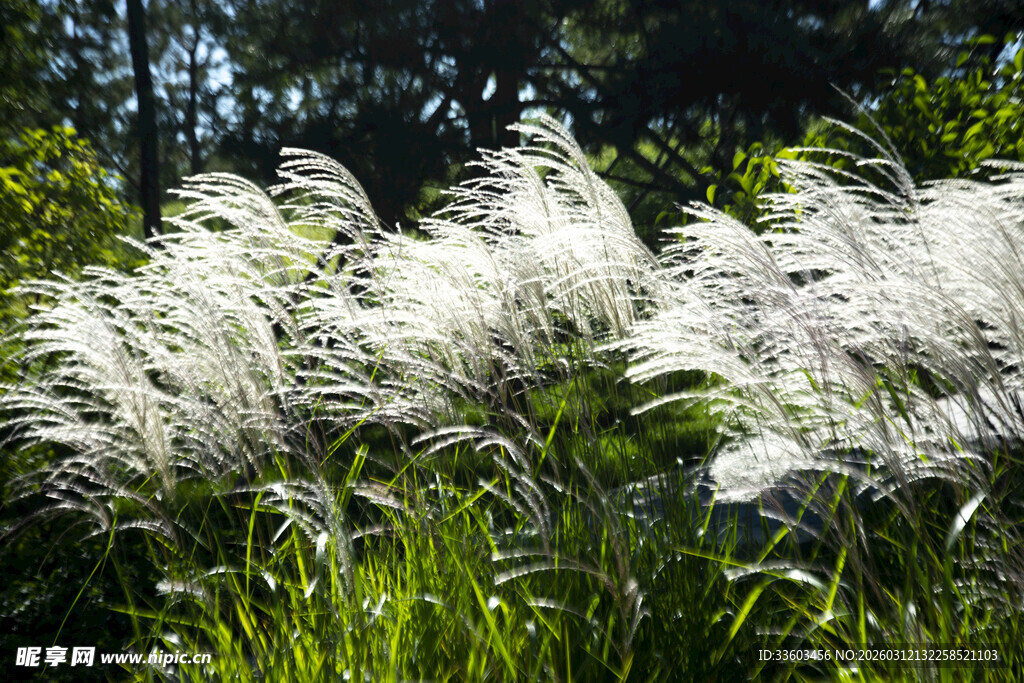 风中摇曳的白色蒲苇