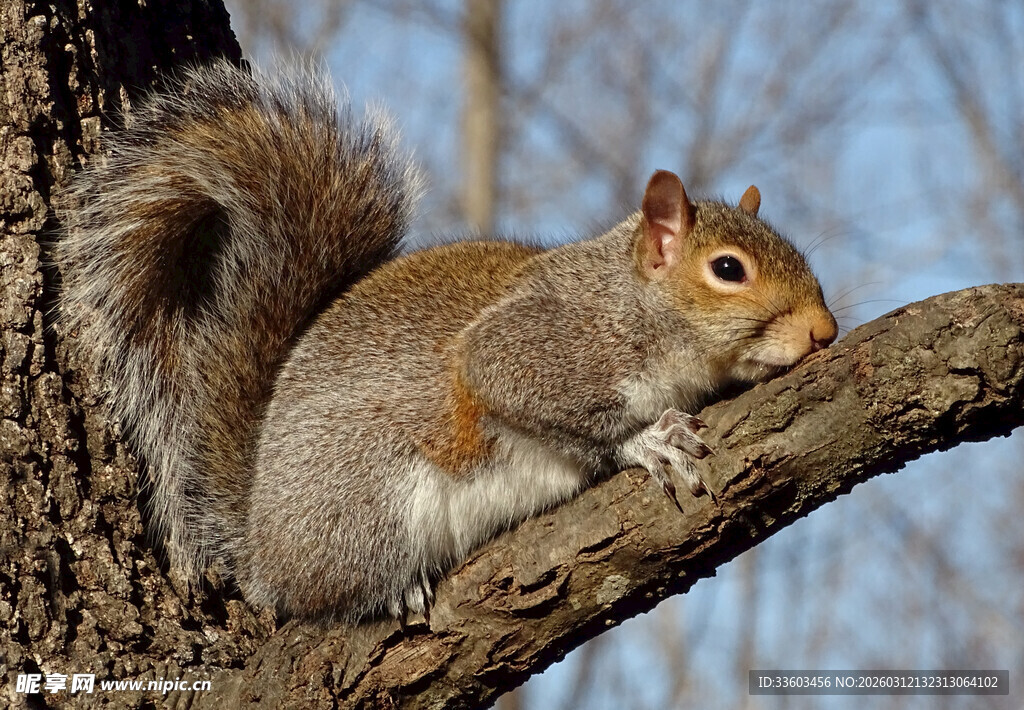 树上的松鼠