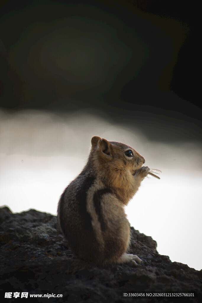 岩石上的松鼠
