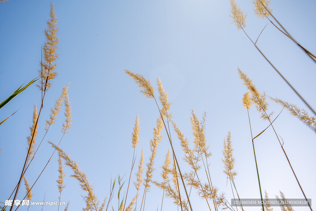 蓝天映衬下的金黄芦苇