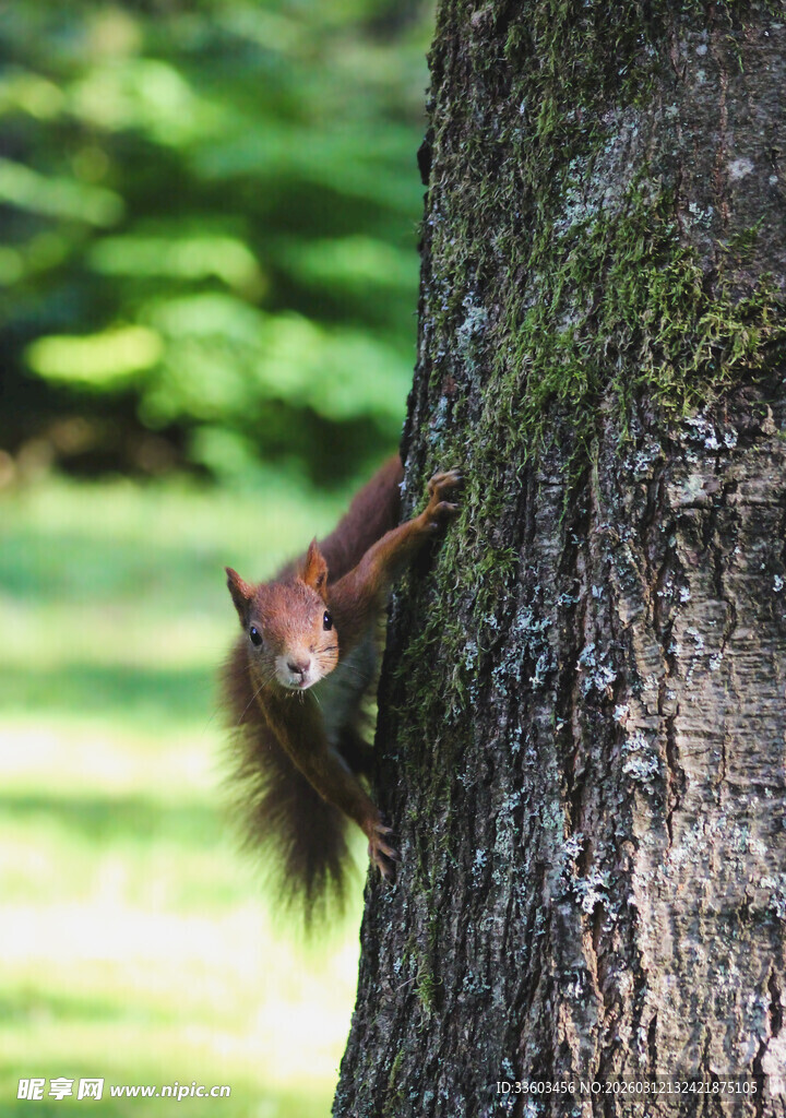 树干上的可爱小松鼠
