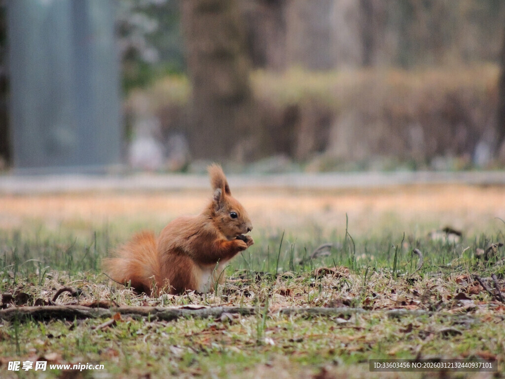 草地上的可爱红松鼠