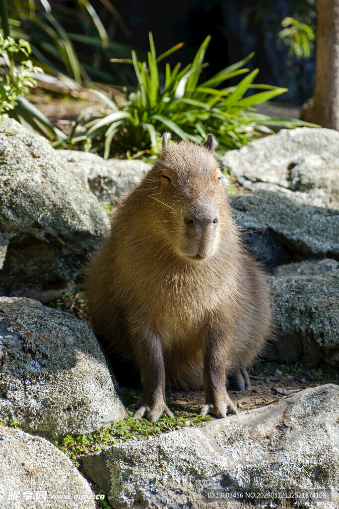 岩石上的鼠类小动物