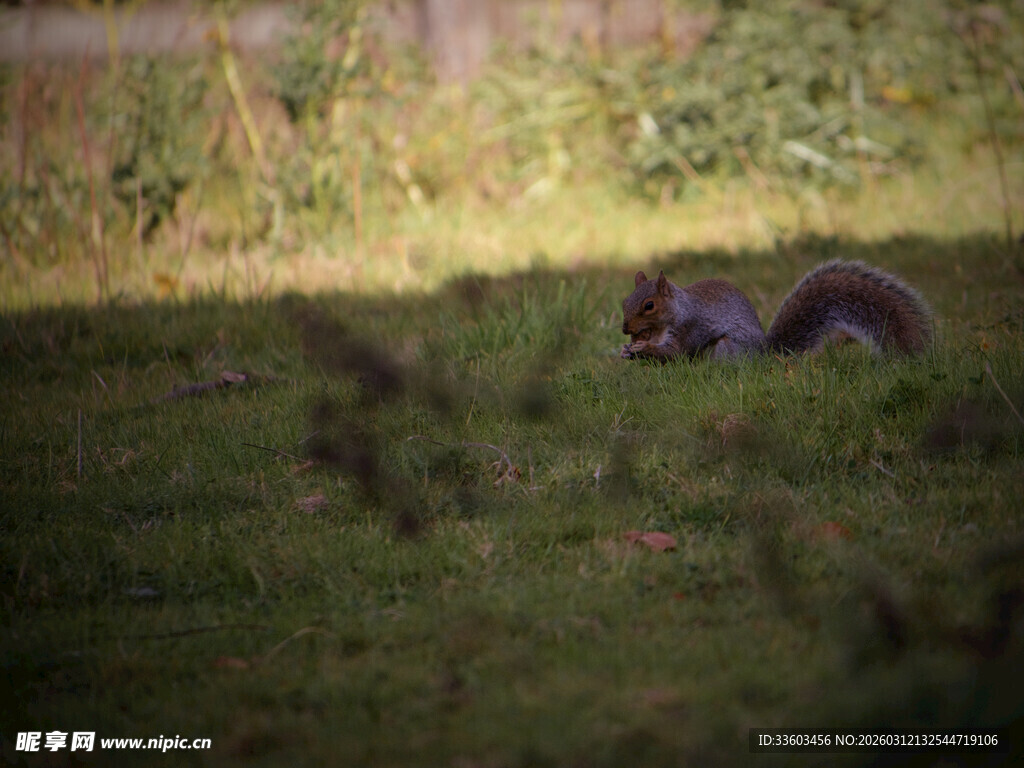 草地上休憩的动物