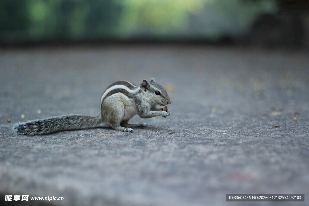 路边进食的可爱小松鼠