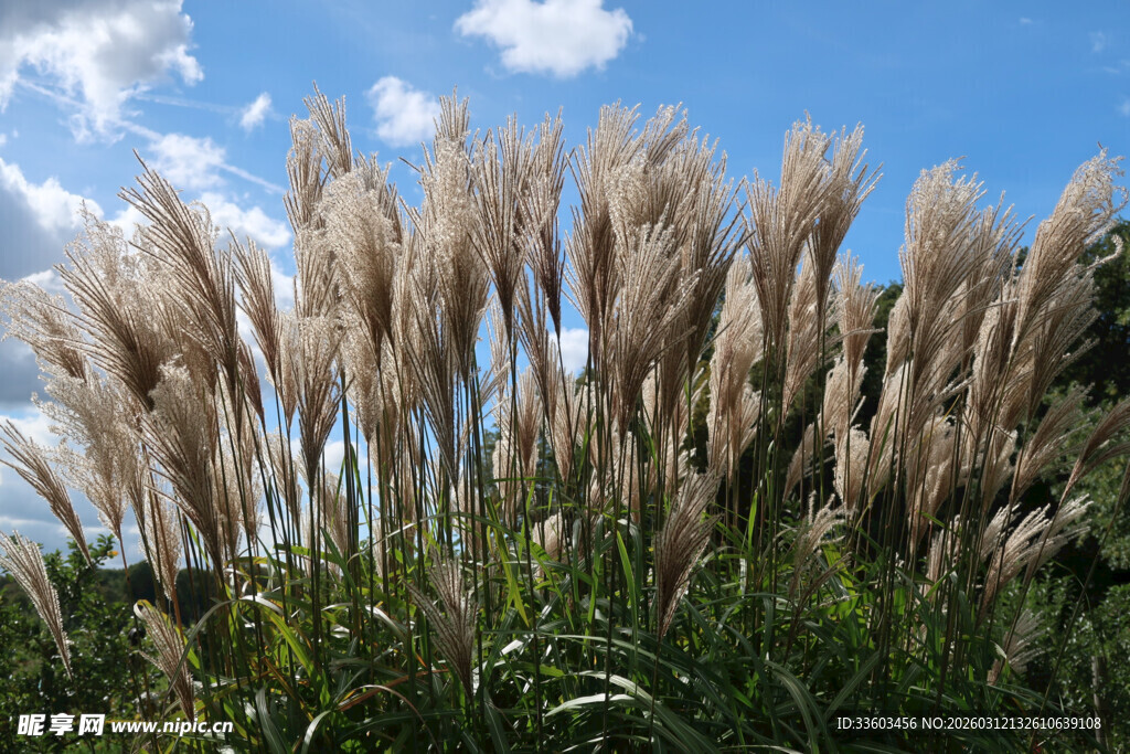 蓝天之下的蓬松蒲苇