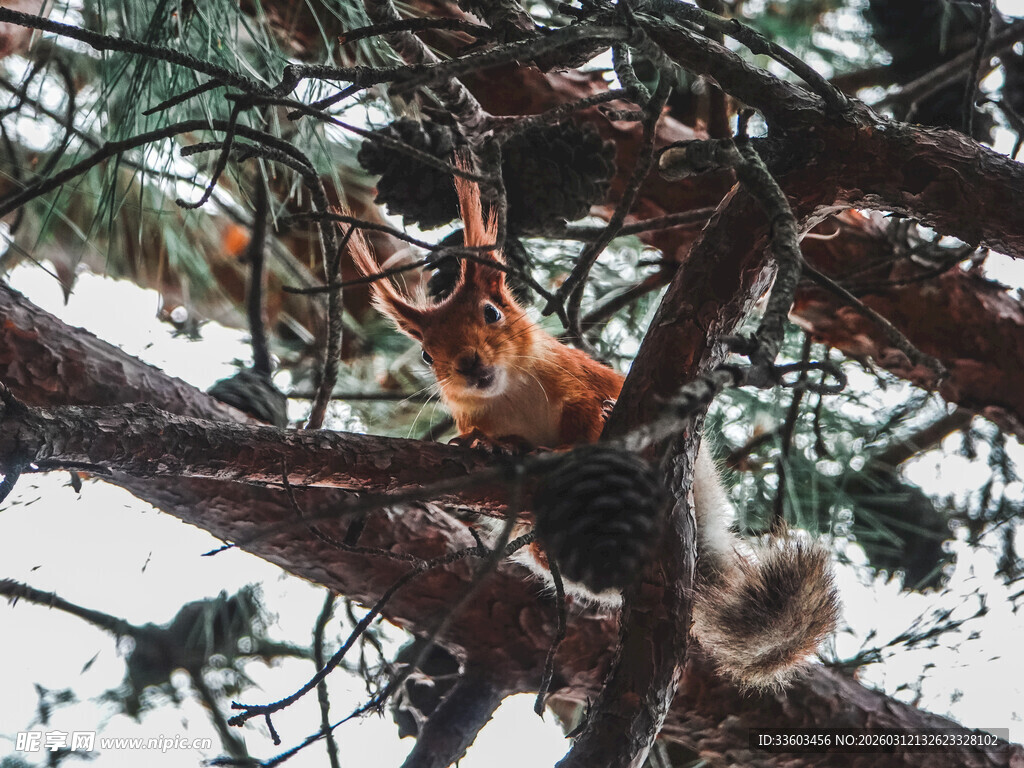 树枝上的可爱松鼠