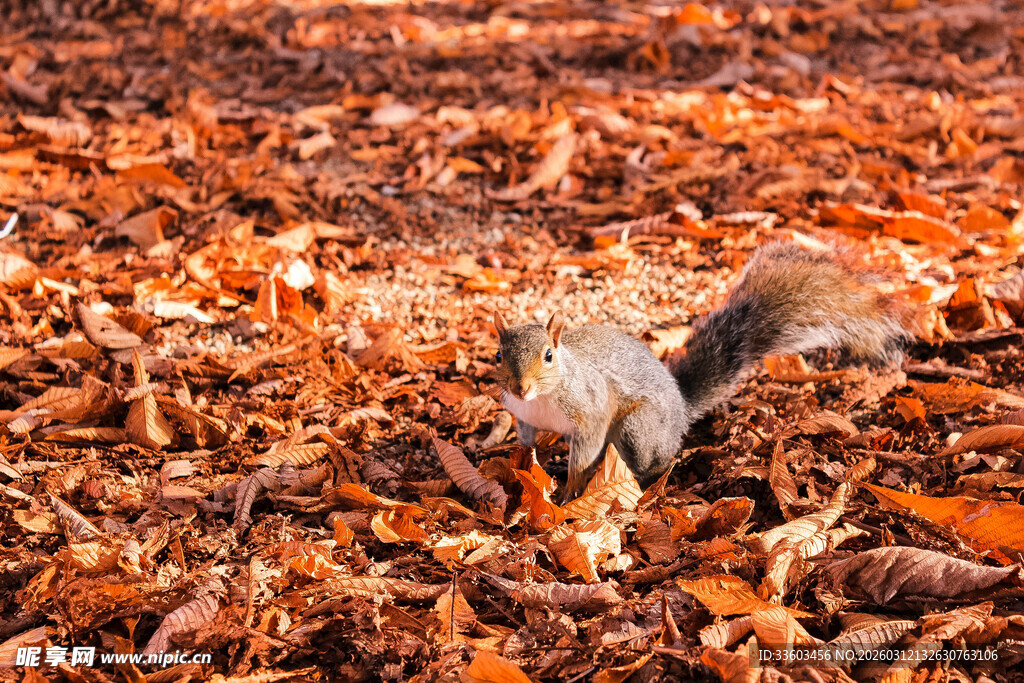 落叶中觅食的松鼠