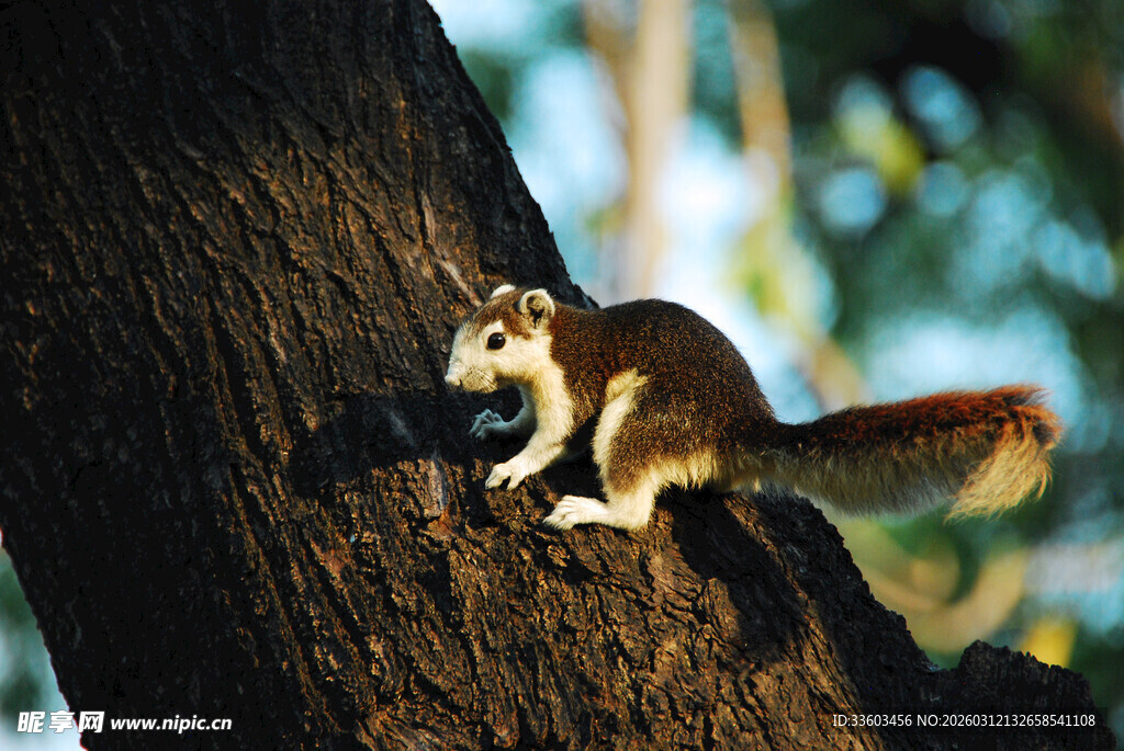 树干上的可爱松鼠