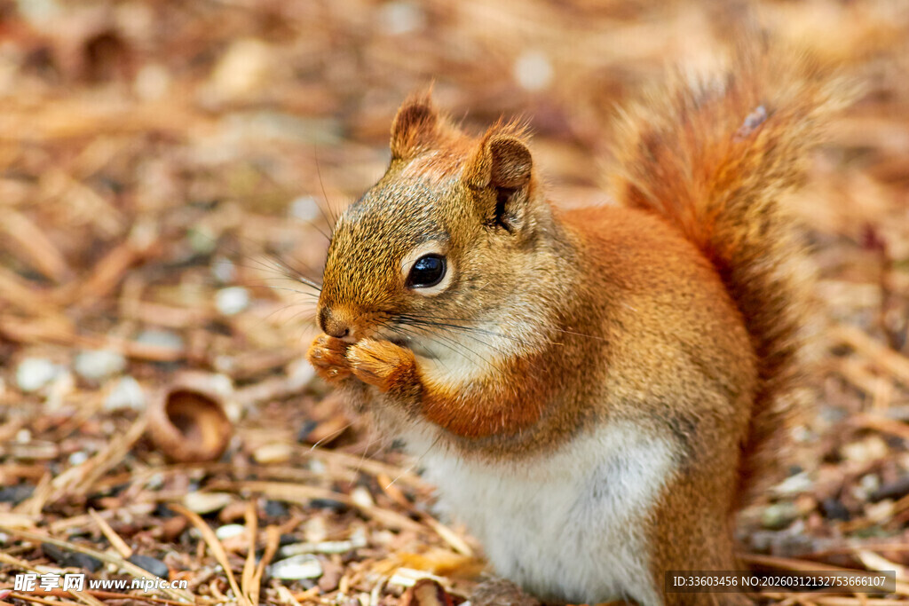 林间松鼠进食瞬间