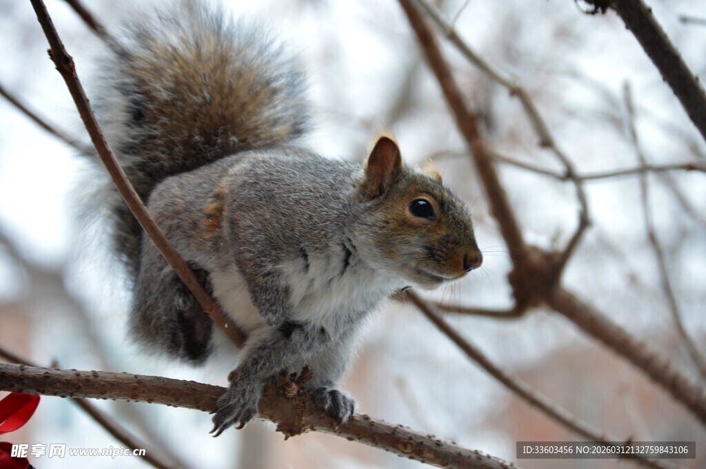 枝头松鼠