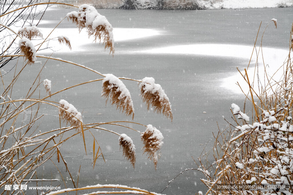 冬日湖畔覆雪芦苇景致