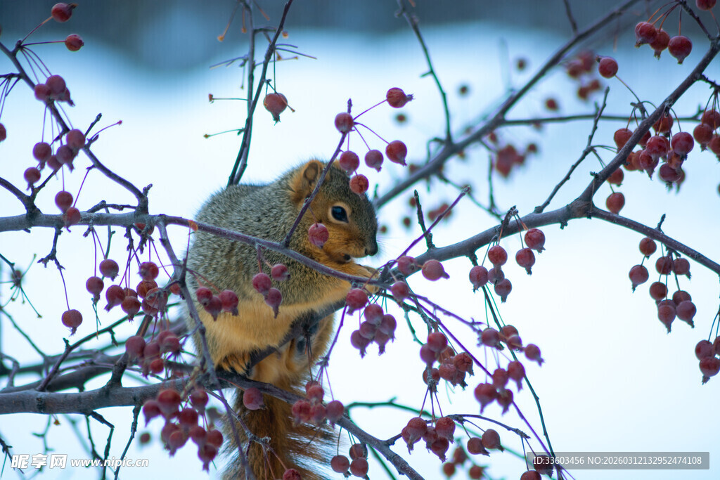 松鼠栖于繁花满枝的树间