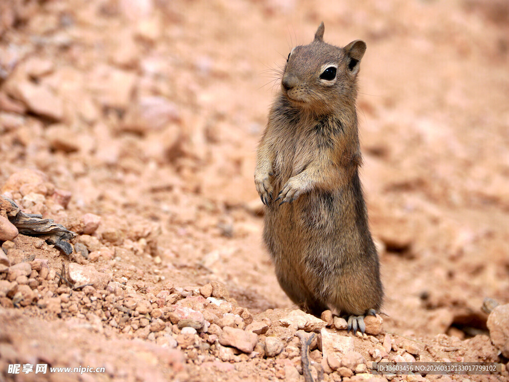 站立的小松鼠
