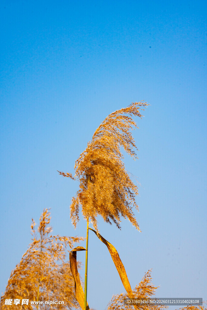 蓝天之下摇曳的金黄芦苇
