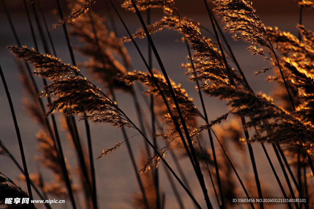 夕阳下的摇曳芦苇