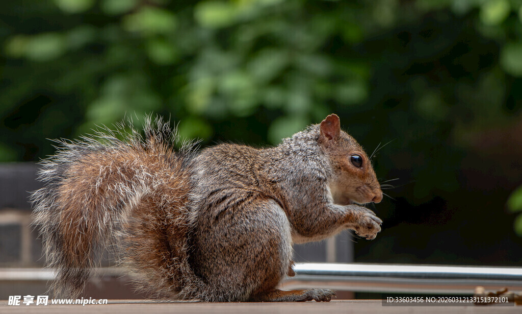 可爱松鼠于户外进食