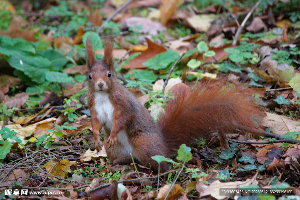 森林中的红松鼠