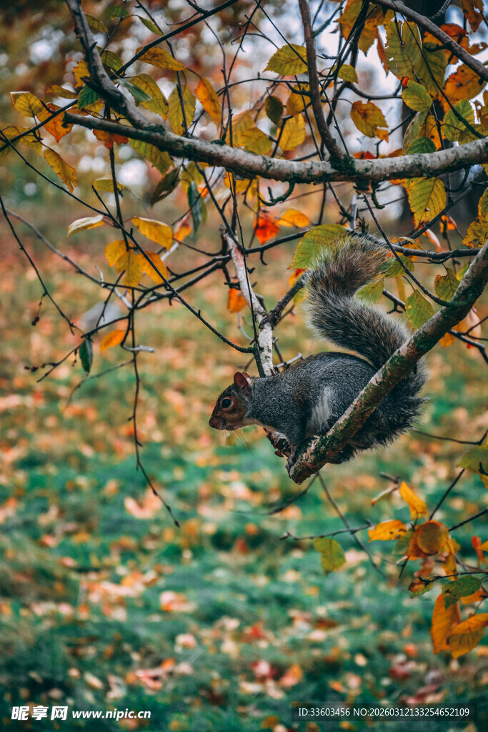 秋日树枝上的灵动松鼠