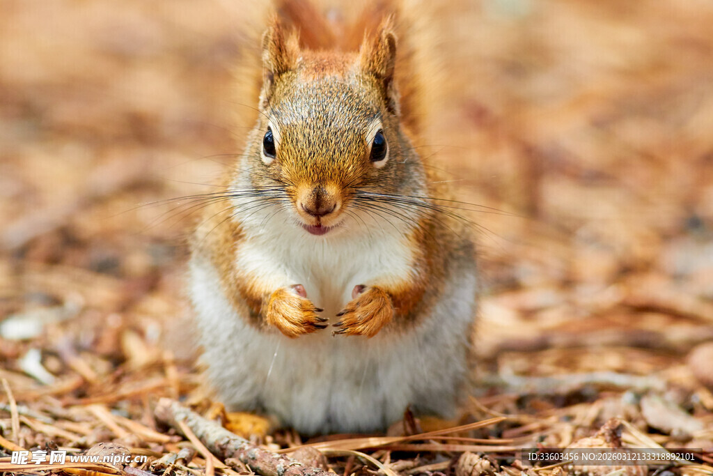 可爱松鼠站立于落叶间