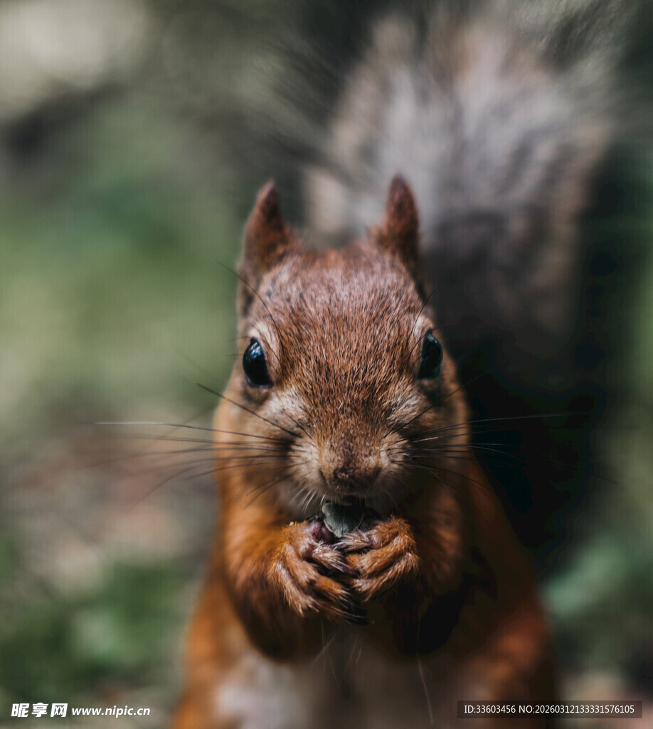 松鼠专注进食瞬间