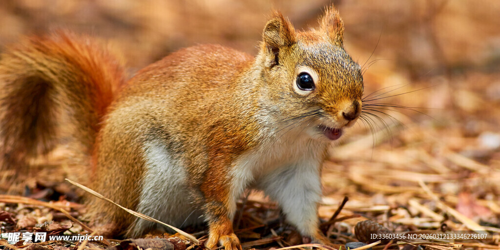 可爱松鼠于落叶间张望