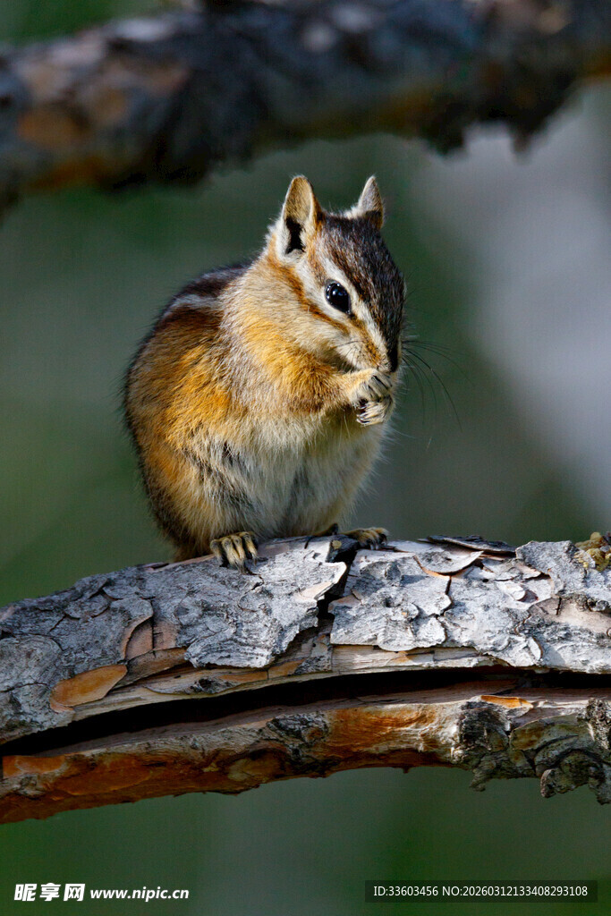 树枝上进食的花栗鼠