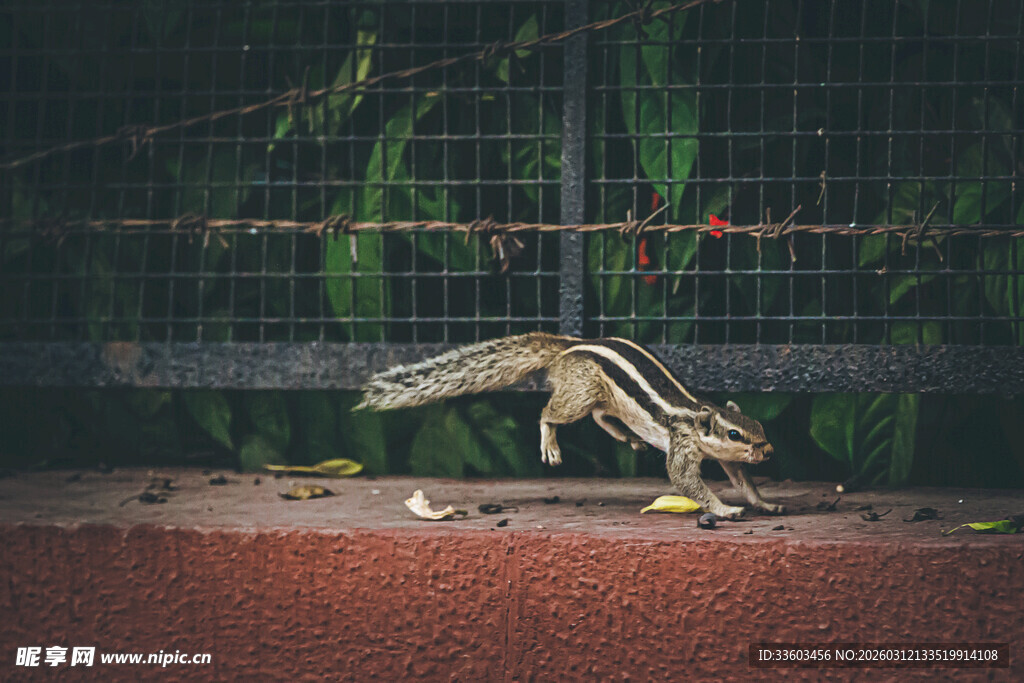 围栏边觅食的条纹松鼠