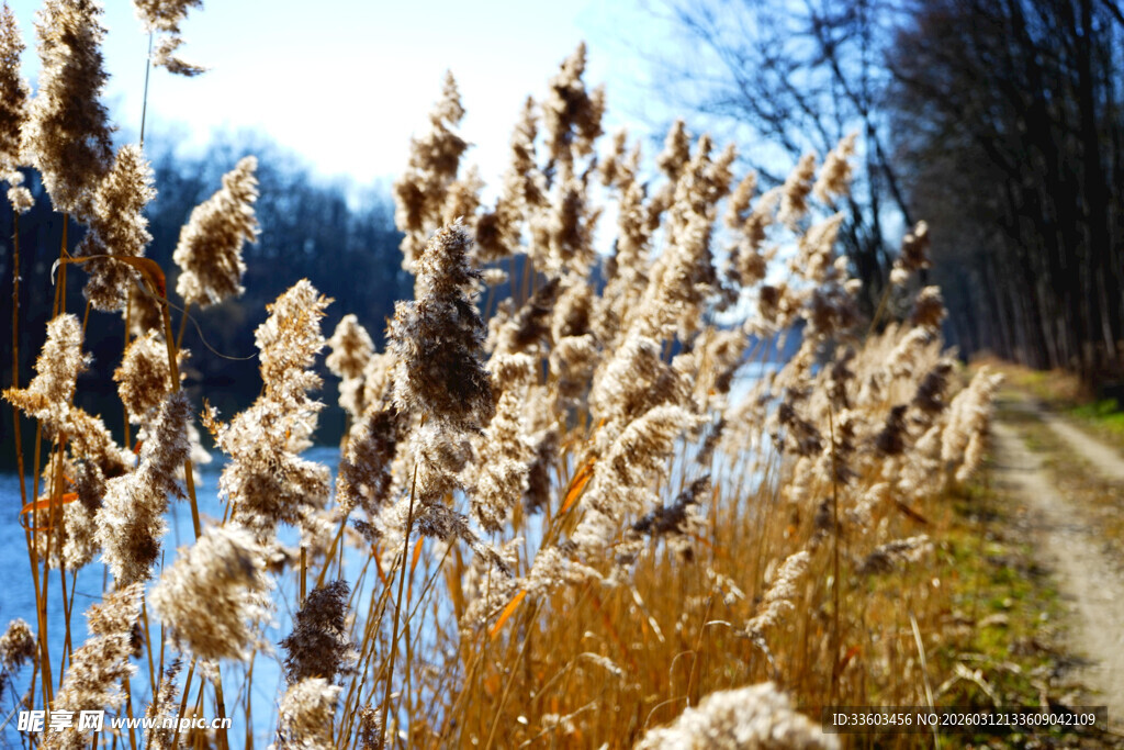秋日湖畔芦苇小道美景