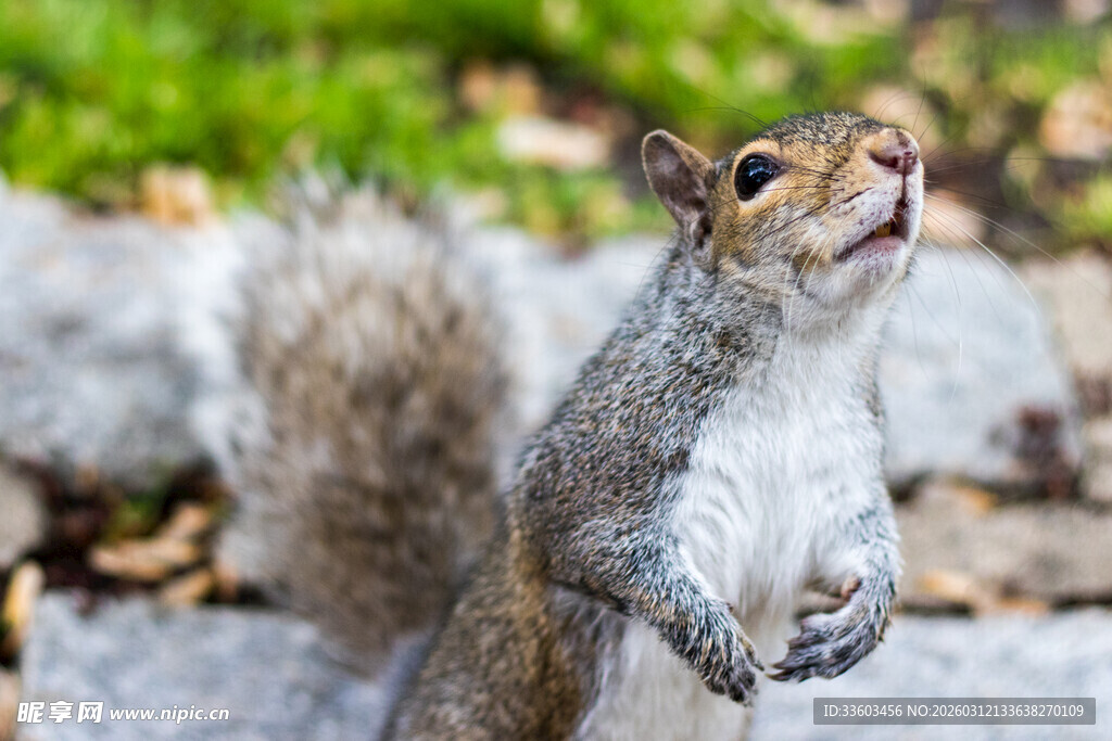 站立的松鼠正张嘴进食
