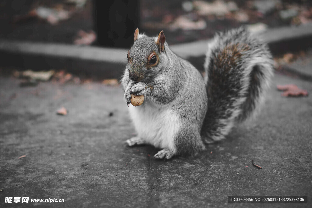 松鼠街头进食瞬间