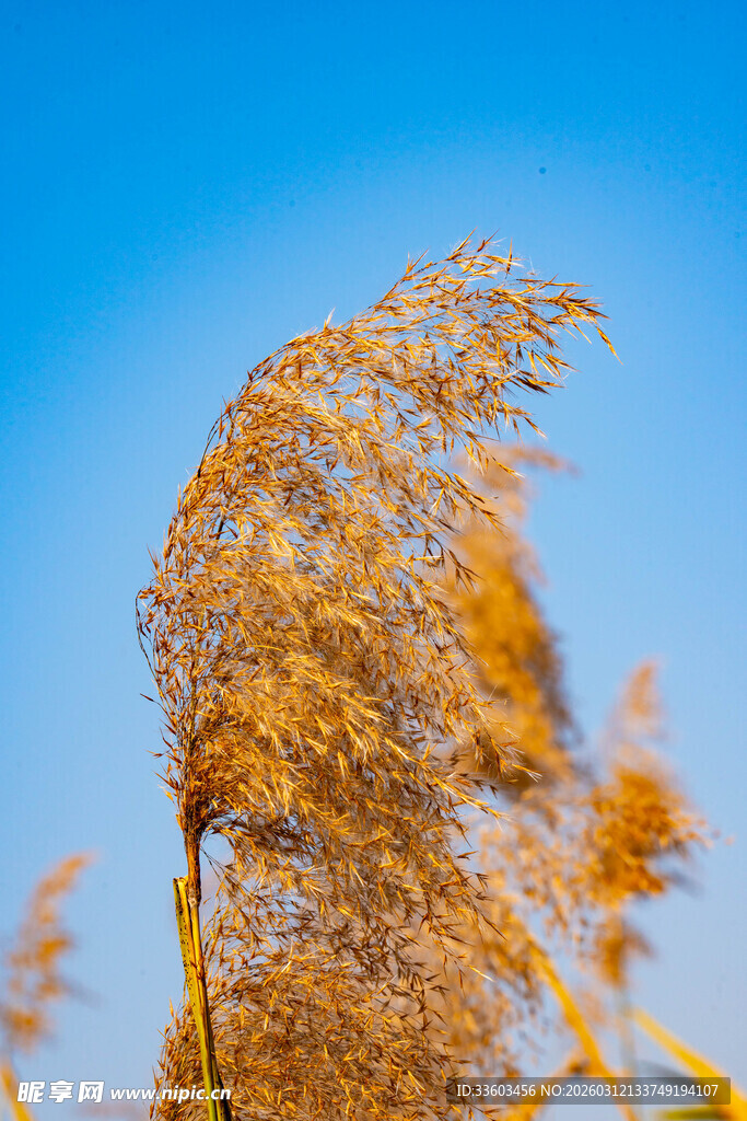 风中摇曳的金黄芦苇