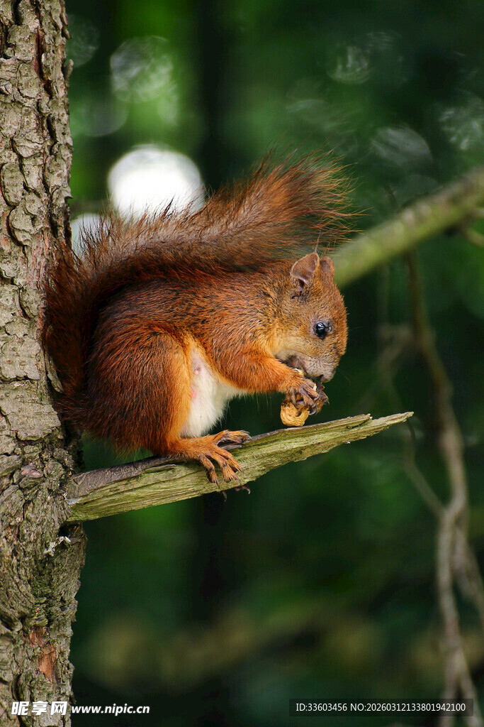 树枝上进食的可爱松鼠