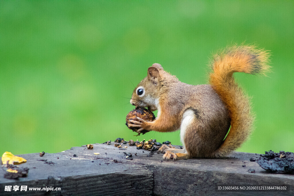 松鼠专注进食的可爱瞬间