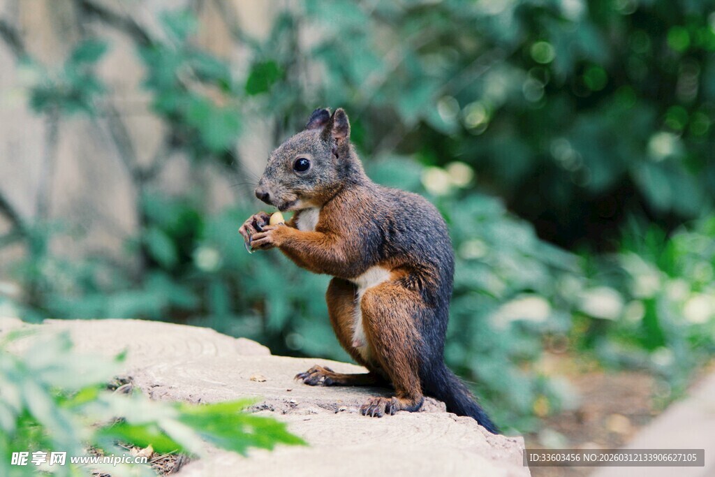松鼠进食瞬间