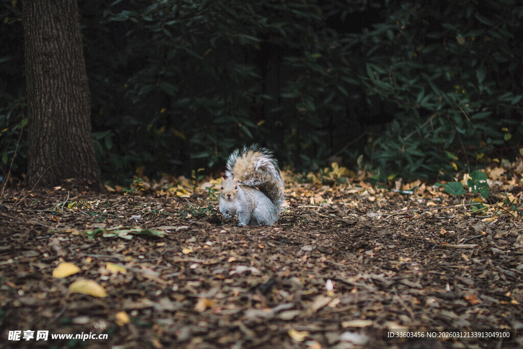 林间松鼠置身落叶之中