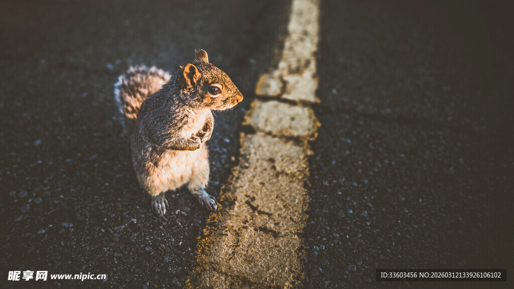 黑暗中攀爬的神秘生物