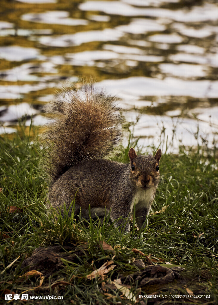 草地上的松鼠